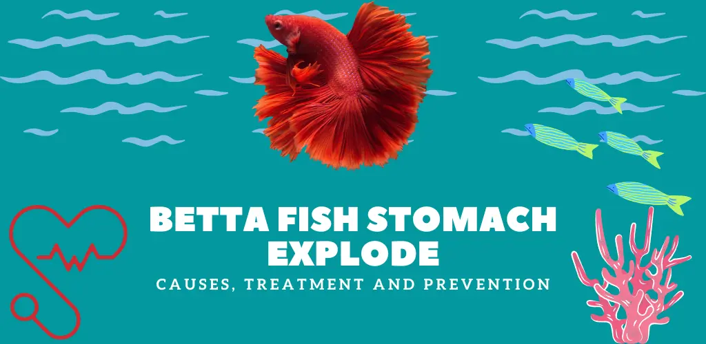 Betta Fish Stomach Explode: Causes, Treatment and Prevention