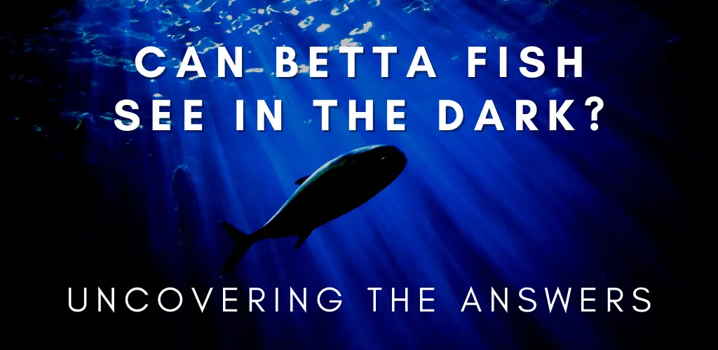 Uncovering the Answer: Can Betta Fish See in the Dark?