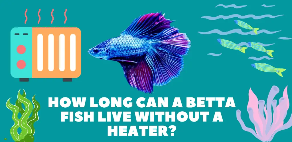 How Long Can a Betta Fish Live Without a Heater?