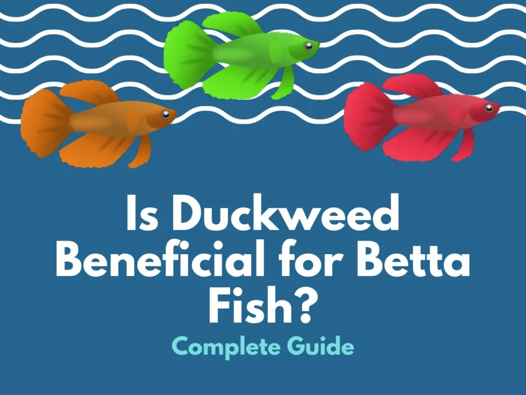 Is Duckweed Safe for Bettas