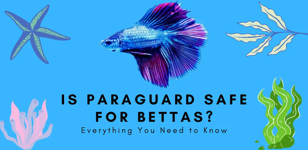 Is Paraguard Safe for Bettas? Everything You Need to Know