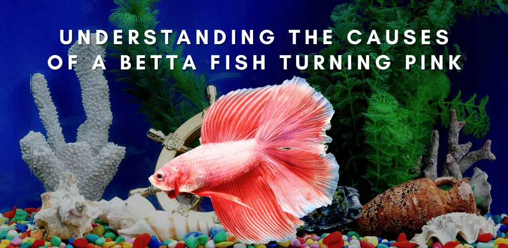 Understanding the Causes of a Betta Fish Turning Pink