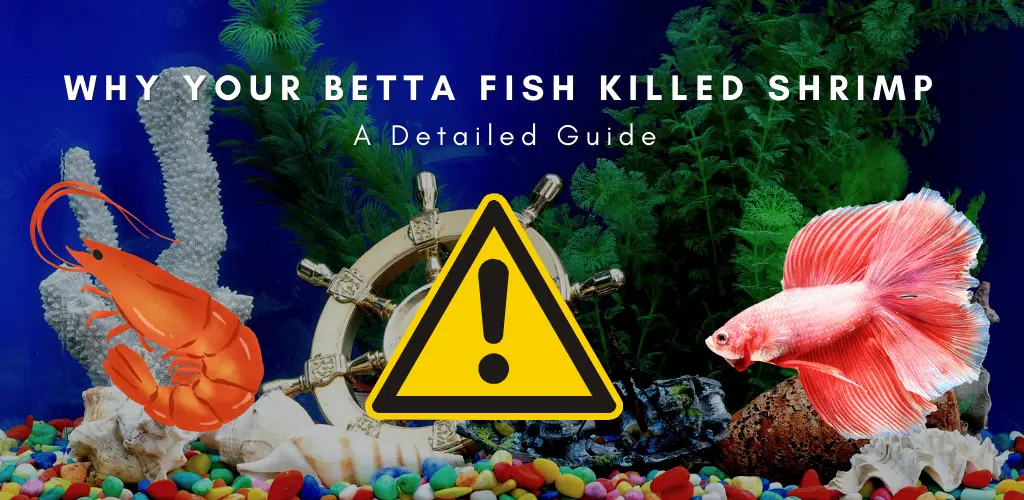 Why Your Betta Killed Shrimp: A Detailed Guide