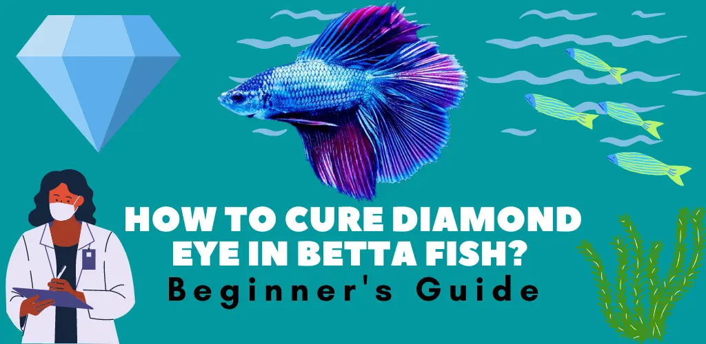 How To Cure Diamond Eye in Betta Fish? Beginner's Guide