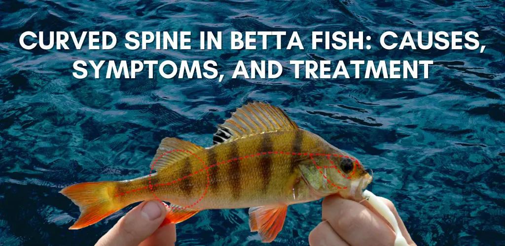 Curved Spine in Betta Fish: Causes, Symptoms, and Treatment