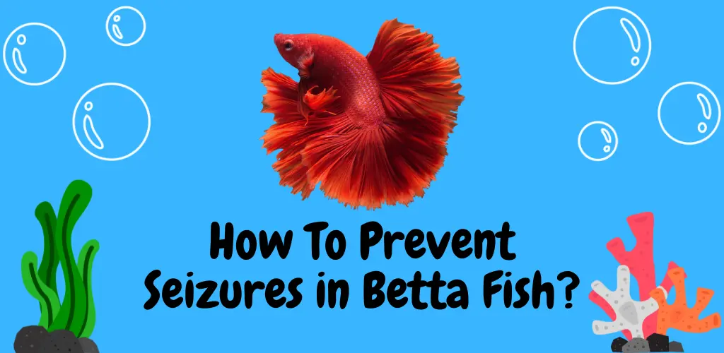 Can Betta Fish Have Seizures? Understanding the Causes and Symptoms