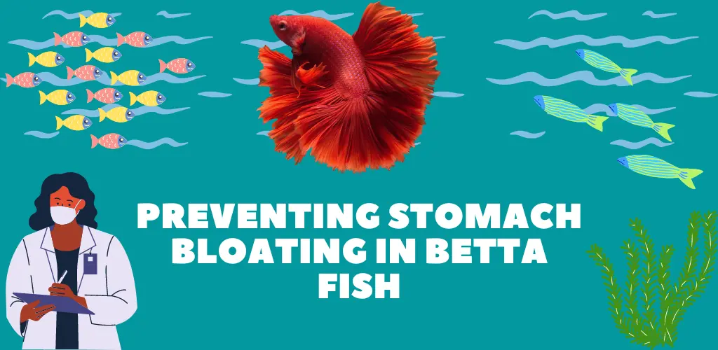 Preventing Stomach Bloating in Betta Fish