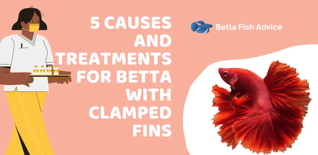 5 Causes and Treatments For Betta With Clamped Fins