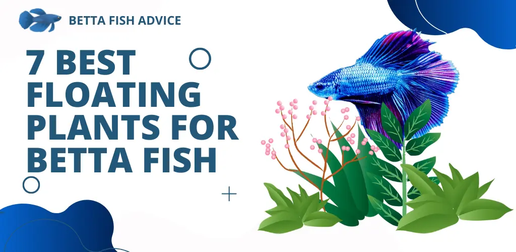 7 Best Floating Plants for Betta Fish