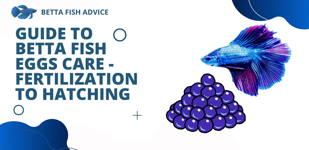 Guide to Betta Fish Eggs Care - Fertilization to Hatching