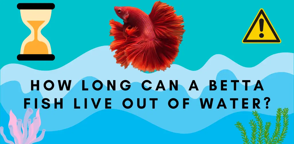 How Long Can a Betta Fish Live Out of Water