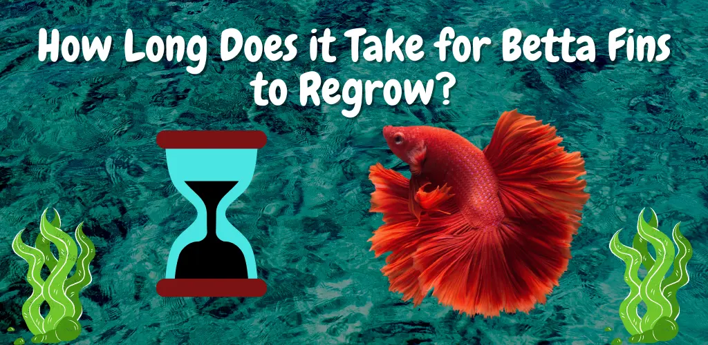 How Long Does it Take for Betta Fins to Regrow