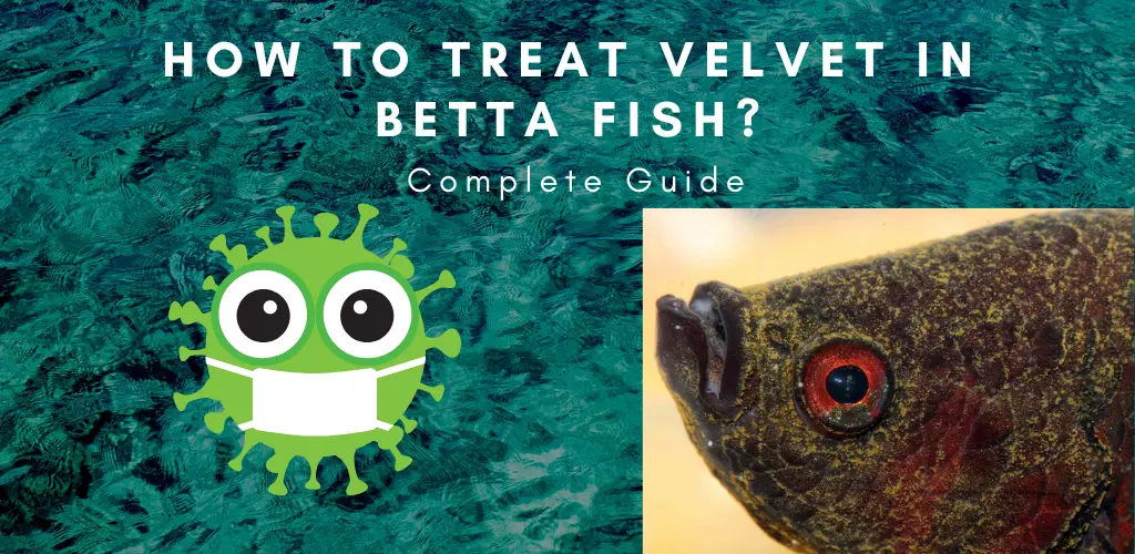 How to Treat Velvet in Betta Fish? Complete Guide