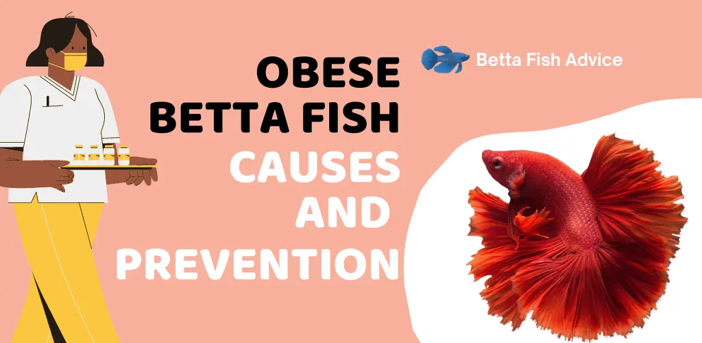 Obese Betta Fish: Causes and Prevention