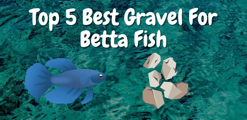 Top 5 Best Gravel For Betta Fish