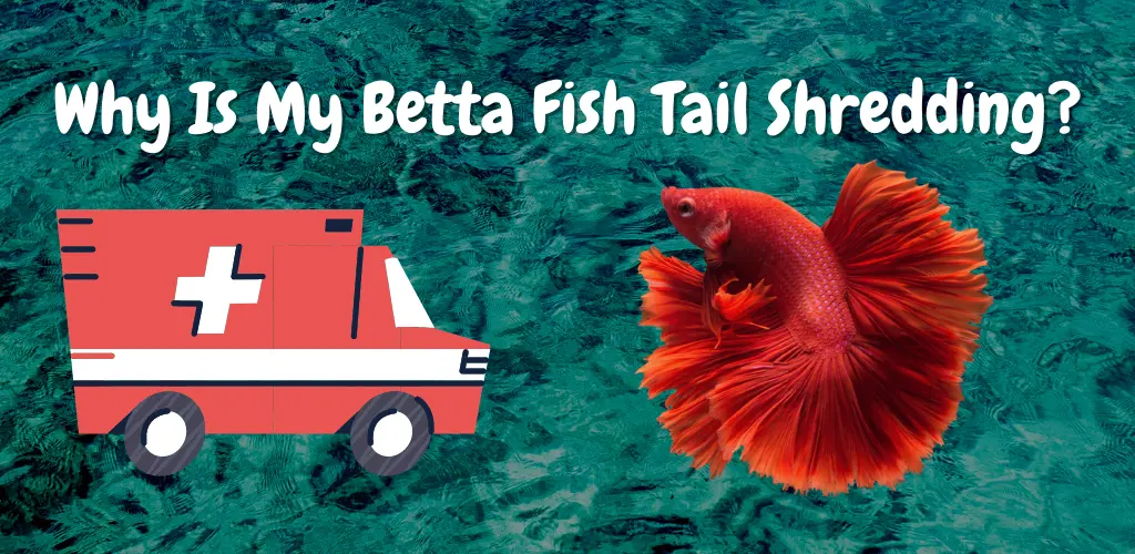 Why Is My Betta Fish Tail Shredding? Explained