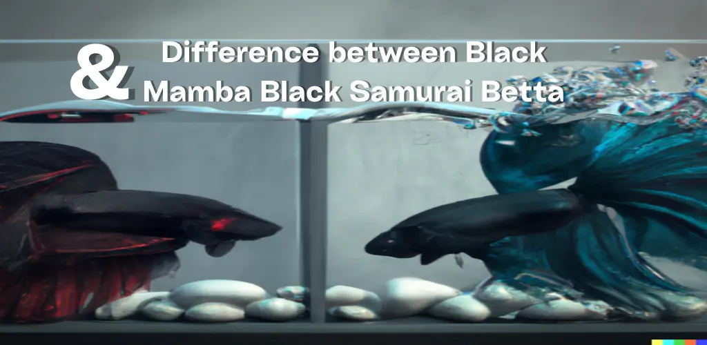 7 Difference Between Black Mamba and Black Samurai Betta