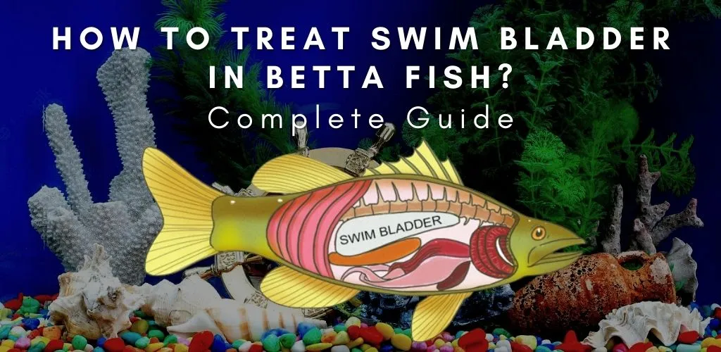 How to Treat Swim Bladder in Betta Fish? Complete Guide 2023