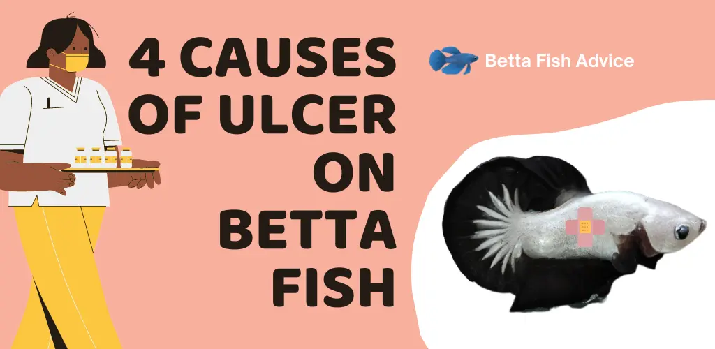 4 Causes of Ulcer on Betta Fish