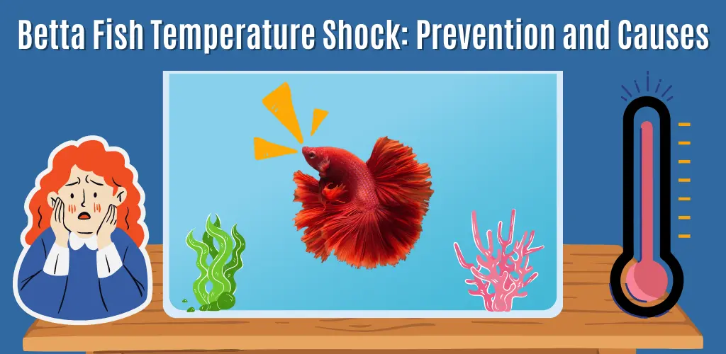 Betta Fish Temperature Shock Prevention and Causes