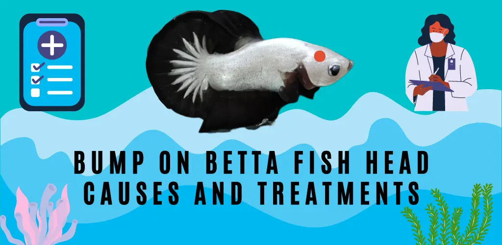 Bump on Betta Fish Head Causes and Treatments