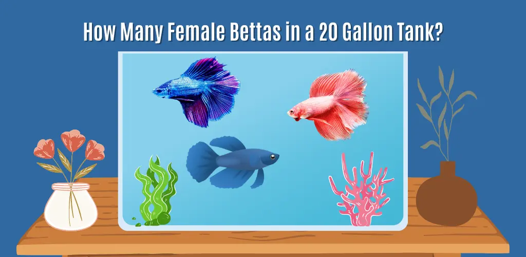 How Many Female Bettas in a 20 Gallon Tank