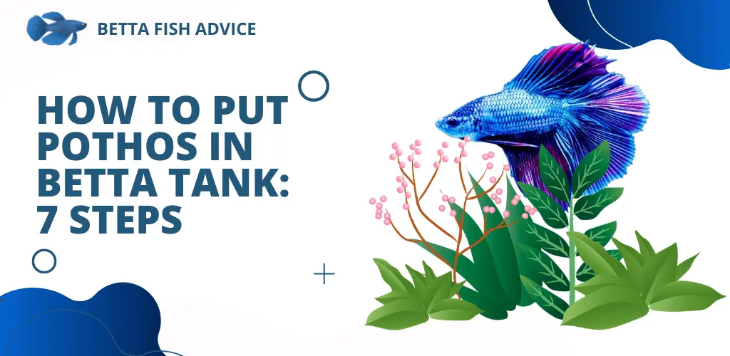 How to Put Pothos in Betta Tank 7 Steps