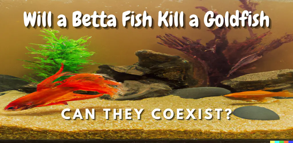 Will a Betta Fish Kill a Goldfish