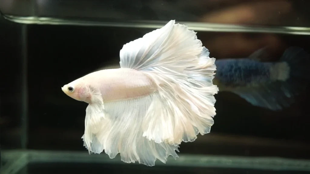 Platinum Male betta fish