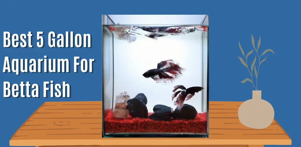 Best 5 Gallon Aquarium For Betta Fish