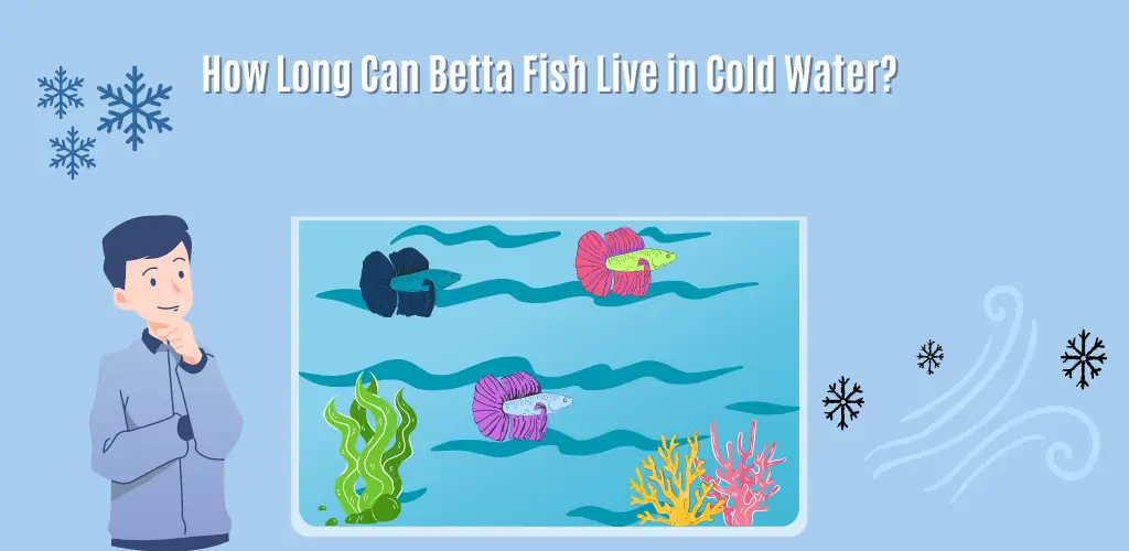 How Long Can Betta Fish Live in Cold Water?