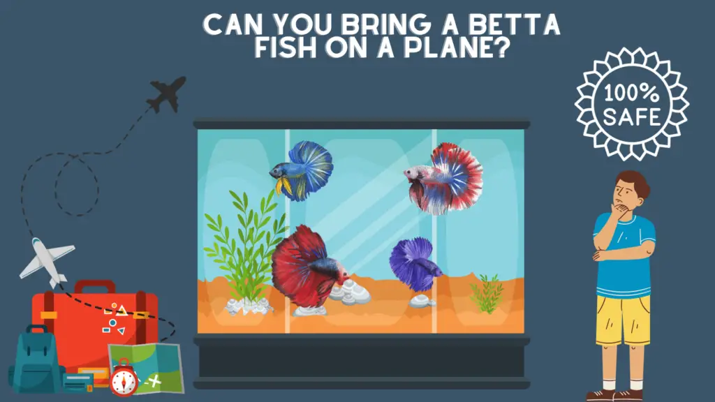 can you bring a betta fish on a plane