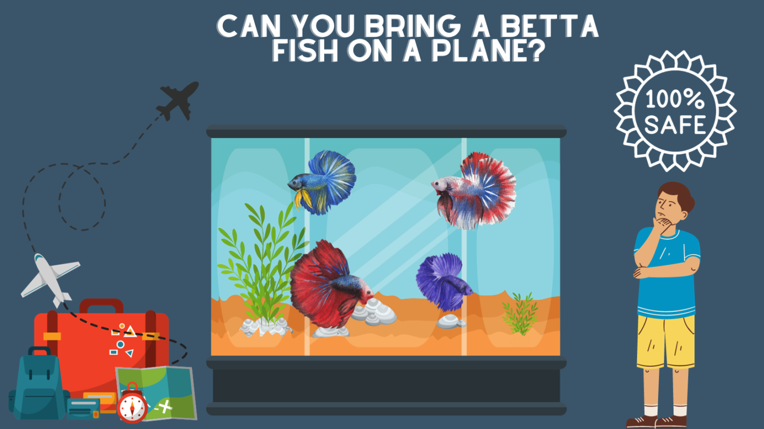 can-you-bring-a-betta-fish-on-a-plane-betta-fish-advice