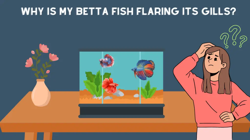 Why is my Betta Fish flaring its gills?