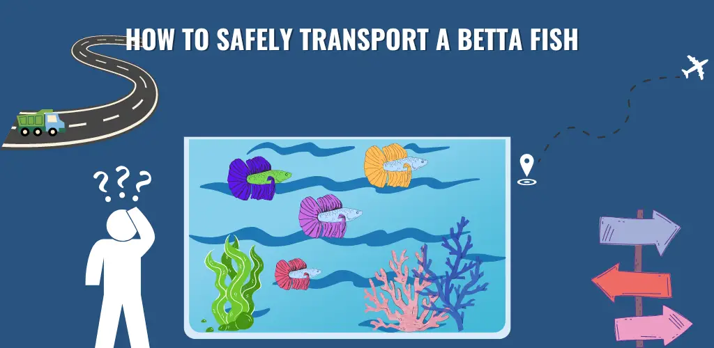 how to safely transport a betta fish