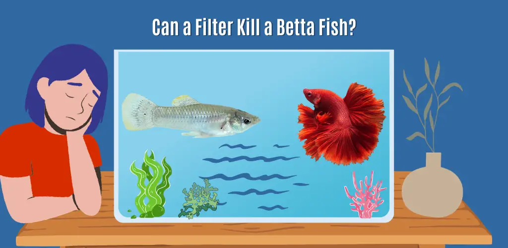 can a filter kill a betta fish